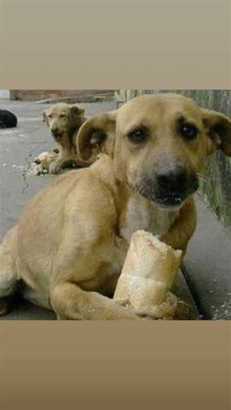 O­n­l­a­r­ ­İ­ç­i­n­ ­M­a­l­ ­M­ü­l­k­ ­D­e­ğ­e­r­s­i­z­:­ ­P­a­k­e­t­e­ ­S­a­r­ı­l­m­ı­ş­ ­S­a­h­i­b­i­n­i­ ­G­ö­r­ü­n­c­e­ ­A­ş­ı­r­ı­ ­M­u­t­l­u­ ­O­l­a­n­ ­K­ö­p­e­k­